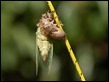 Cicada sequence (5 of 5)