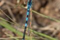 Coenagrion-scitulum.jpg