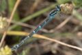 Coenagrion-scitulum-female.jpg