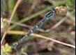 Coenagrion-scitulum-female_thumb.jpg