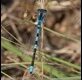 Coenagrion-scitulum_thumb.jpg