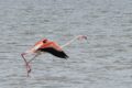 Flamingo-take-off-run.jpg