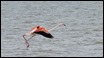Flamingo take off run