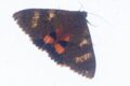 Moth-1-of-9.jpg