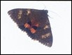 Moth (1 of 9)