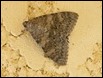 Moth (2 of 9)