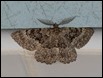 Moth (5 of 9)