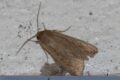 Moth-Armyworm-Moth-Mythimna-unipuncta.jpg