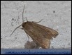 Moth - Armyworm Moth (Mythimna unipuncta)