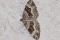 Moth-Common-Carpet-Epirrhoe-alternata.jpg
