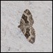 Moth - Common Carpet (Epirrhoe alternata)