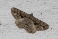 Moth-Lydd-Beauty-Peribatodes-ilicaria.jpg