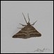 Moth - Perigune narbonea