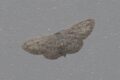 Moth-Small-Dusty-Wave-Idaea-seriata.jpg