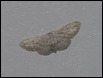 Moth - Small Dusty Wave (Idaea seriata)