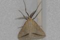 Moth-Straw-Belle-Aspitates-gilvaria.jpg