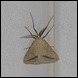 Moth - Straw Belle (Aspitates gilvaria)