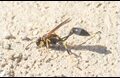 Mud-dauber-Wasp_thumb.jpg