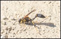 Mud-dauber Wasp