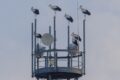 Roosting-Storks.jpg