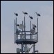 Roosting Storks
