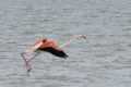 Flamingo-take-off-run.jpg