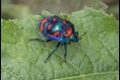Harlequin-Stinkbug-247828_thumb.jpg