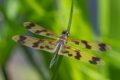Rhyothemis-graphiptera-Botanic-gardens-.jpg