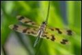 Rhyothemis-graphiptera-Botanic-gardens-_thumb.jpg