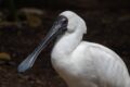 Royal-Spoonbill-247904.jpg