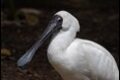 Royal-Spoonbill-247904_thumb.jpg