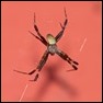 Uid Ozzie Spider-247875