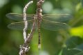 Anax-papuensis-Heathcote.jpg