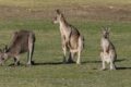 Roos-at-Heathcote.jpg