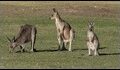 Roos-at-Heathcote_thumb.jpg