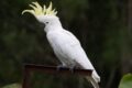 Sulpur-crested-Cockatoo.jpg