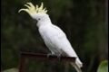 Sulpur-crested-Cockatoo_thumb.jpg
