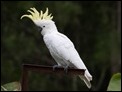 Sulpur-crested Cockatoo