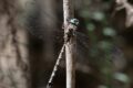 Austroaeschna-multipunctata-Stanley.jpg
