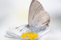 Common-Grass-Blue-PS.jpg