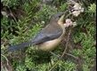 Eastern-Spinebill_thumb.jpg