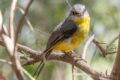Eastern-Yellow-Robin-Stanley.jpg