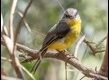 Eastern-Yellow-Robin-Stanley_thumb.jpg