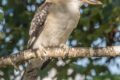 Laughing-Kookaburra.jpg