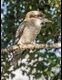 Laughing-Kookaburra_thumb.jpg
