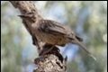 Red-Wattle-Bird-Stanley_thumb.jpg
