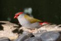 Red-browed-Finch.jpg