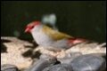 Red-browed-Finch_thumb.jpg