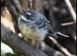 Rhipidura-albiscapa_thumb.jpg