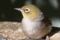 Silvereye.jpg